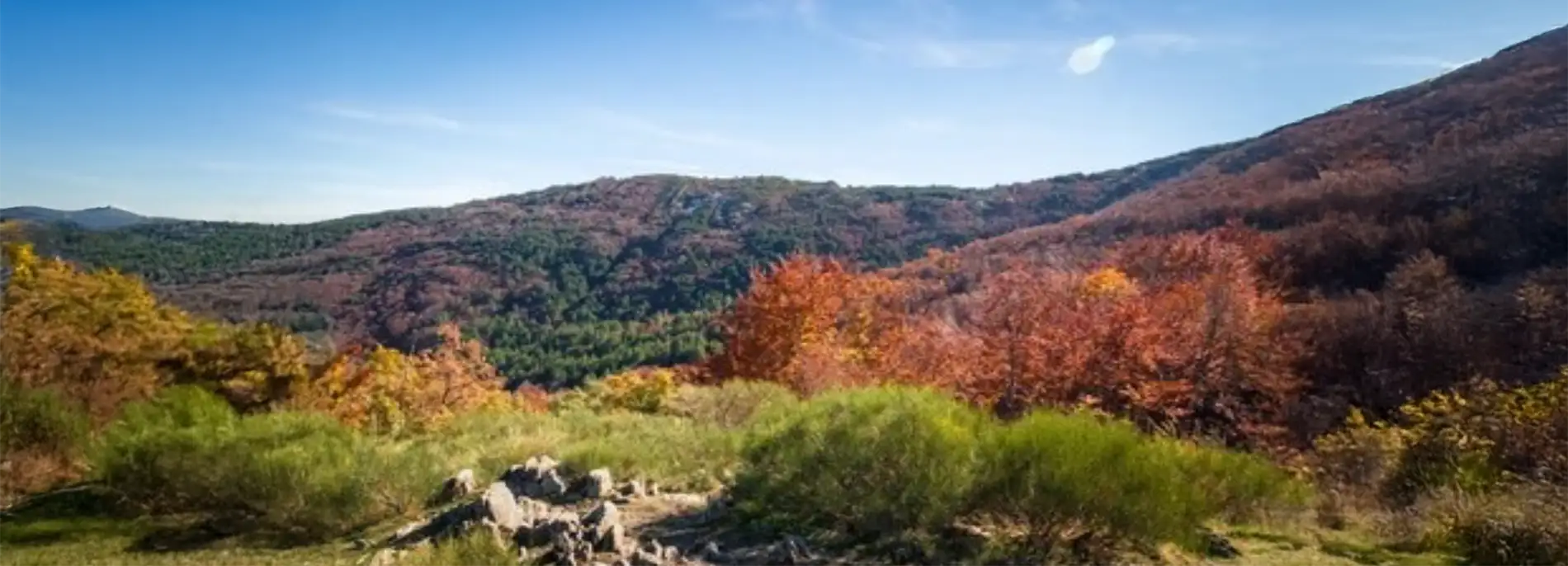 Hoyedo las casitas de cerezo