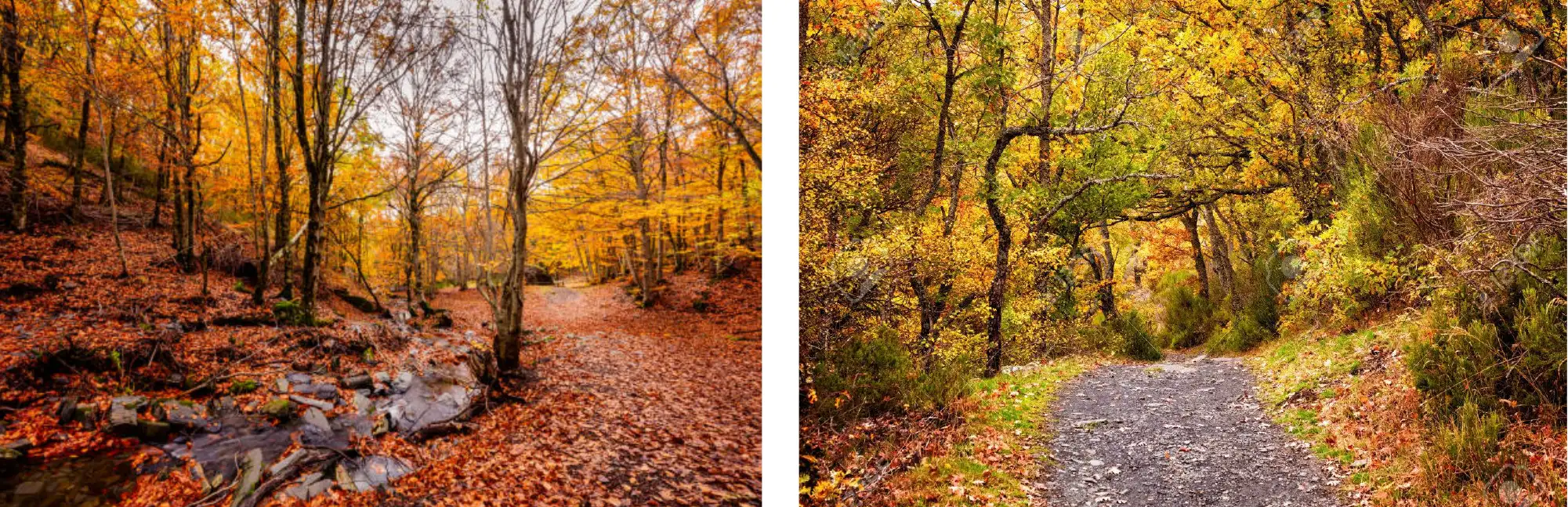 Hoyedo las casitas de cerezo